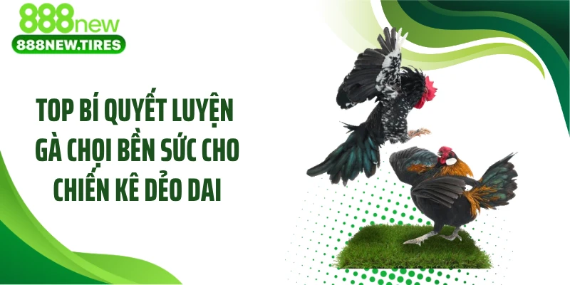 Top Bí Quyết Luyện Gà Chọi Bền Sức Cho Chiến Kê Dẻo Dai