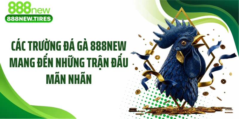 Các trường đá gà 888NEW mang đến những trận đấu mãn nhãn