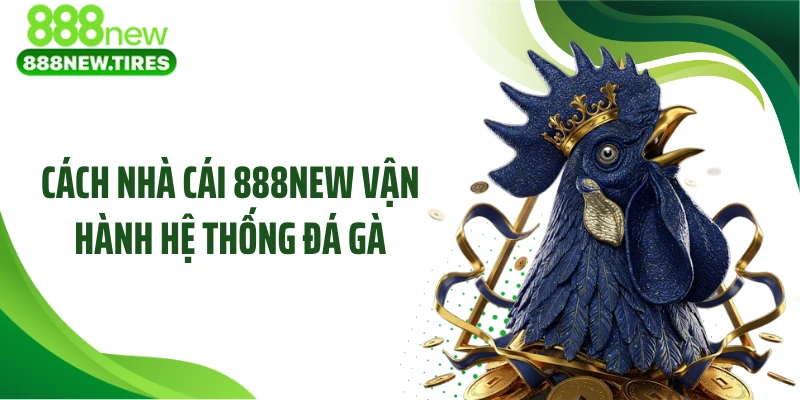 Cách nhà cái 888NEW vận hành hệ thống đá gà