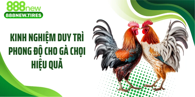Kinh nghiệm duy trì phong độ cho gà chọi hiệu quả