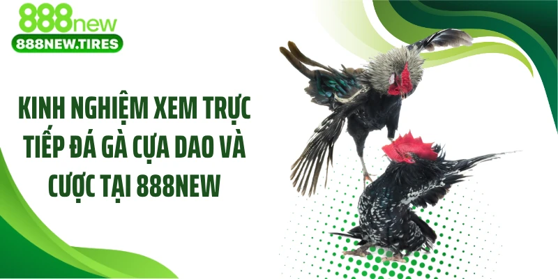 Kinh nghiệm xem trực tiếp đá gà cựa dao và cược tại 888NEW