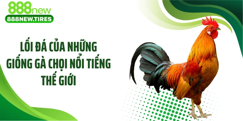 Lối đá của những giống gà chọi nổi tiếng thế giới