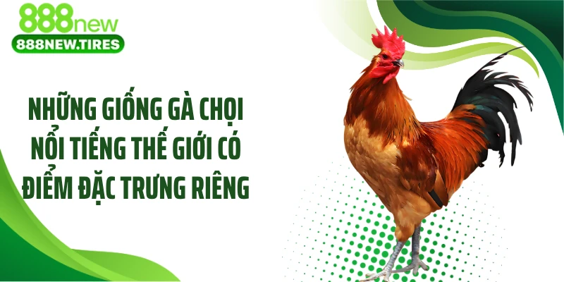 Những giống gà chọi nổi tiếng thế giới có điểm đặc trưng riêng