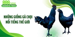 Những Giống Gà Chọi Nổi Tiếng Thế Giới Khiến Dân Chơi Kinh Ngạc