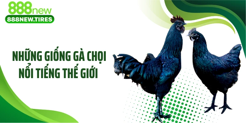 Những Giống Gà Chọi Nổi Tiếng Thế Giới Khiến Dân Chơi Kinh Ngạc