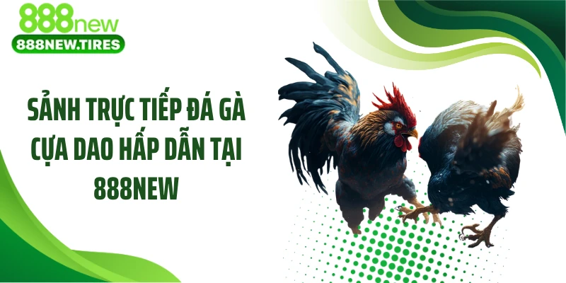 Sảnh trực tiếp đá gà cựa dao hấp dẫn tại 888NEW