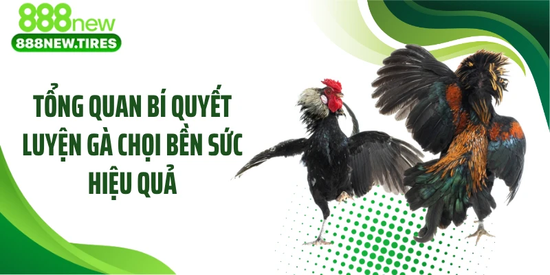 Tổng quan bí quyết luyện gà chọi bền sức hiệu quả