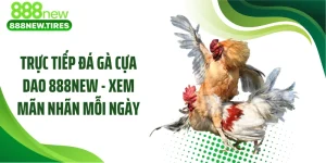 Trực Tiếp Đá Gà Cựa Dao 888NEW - Xem Mãn Nhãn Mỗi Ngày