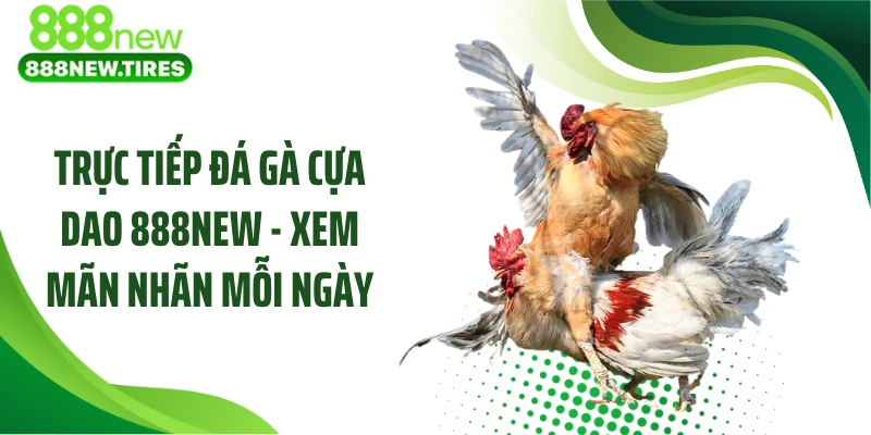 Trực Tiếp Đá Gà Cựa Dao 888NEW - Xem Mãn Nhãn Mỗi Ngày