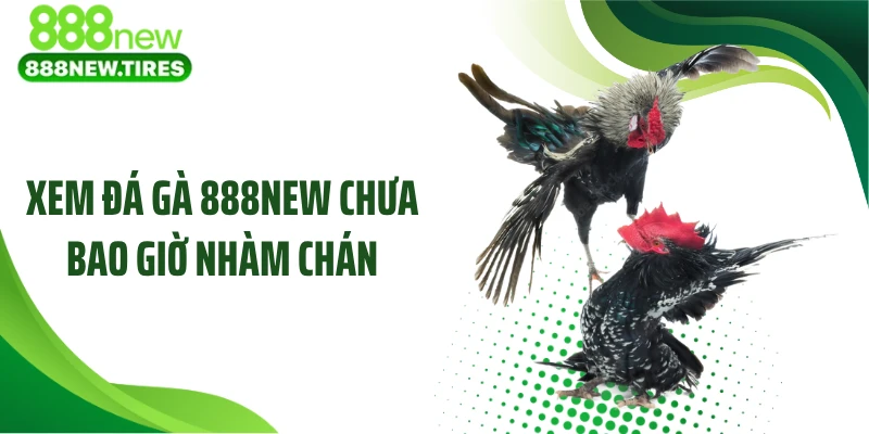 Xem đá gà 888NEW chưa bao giờ nhàm chán